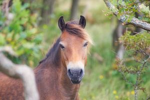Portret van een wild paard