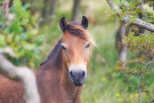Portret van een wild paard