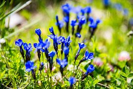 Close-Up of Gentian Flowers on an Alpine Meadow von Patrick Kilb