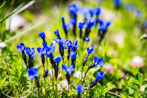 Gros plan sur des fleurs de gentiane dans une prairie alpine