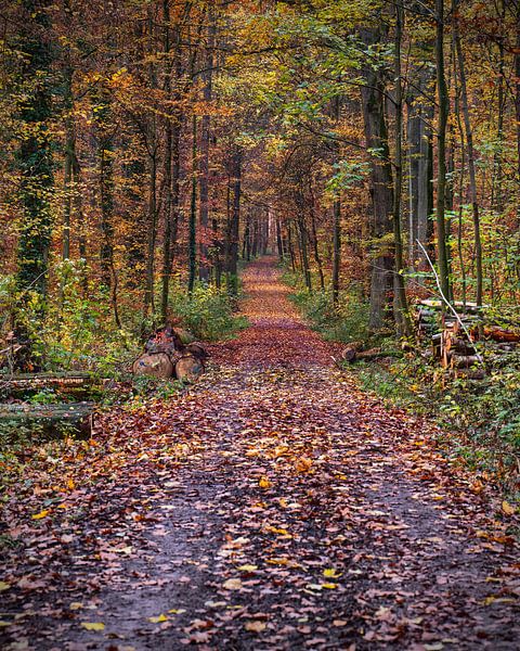 Herbstwald von Uwe Ulrich Grün