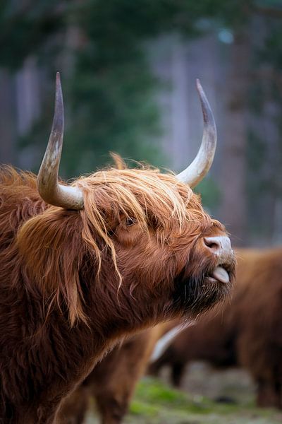 Scottish highlander sticks out its tongue by Humphry Jacobs