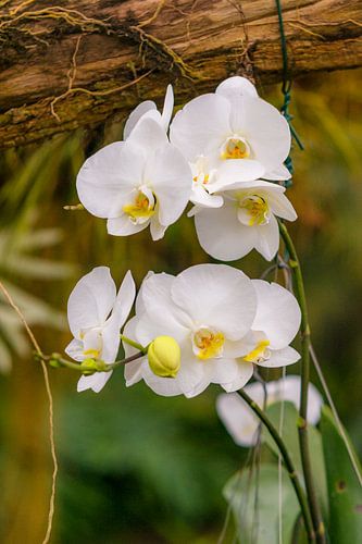 orchidee 7