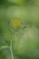 Bokeh photo