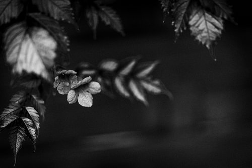 Noir Botanique Nr. 1