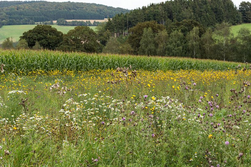Diemelsee Landschap met bloemen, Duitsland van Jaap Mulder