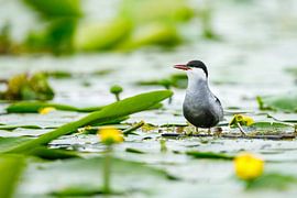 Stern in de Donaudelta