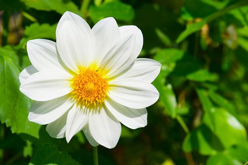Witte dahlia met geel hart
