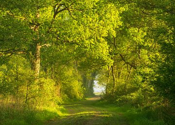 Zonsopkomst Oudemolen - Drenthe (Nederland) van Marcel Kerdijk