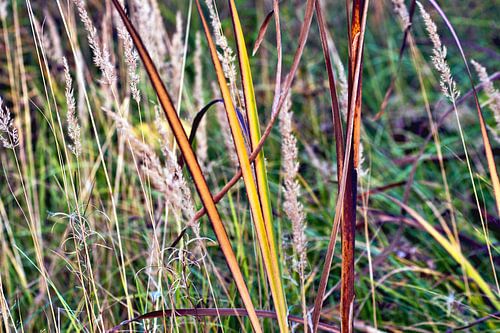Zacht, herfstig gefluister in het delicate zoete gras