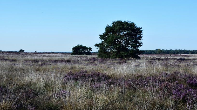 Gras, paarse heide en 2 Grove dennen van Gerard de Zwaan