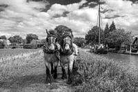 cheval de trait de halage