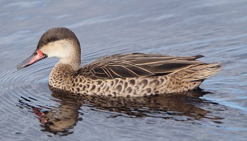 Bahamapijlstaart met reflectie in het water