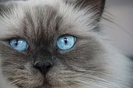 Percy de kat van Kristin Adele thumbnail