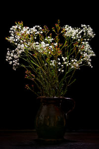 Nature morte fleurs de gypsophile en vase classique