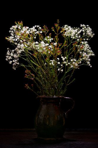 still life gypsophila flowers in vase classic
