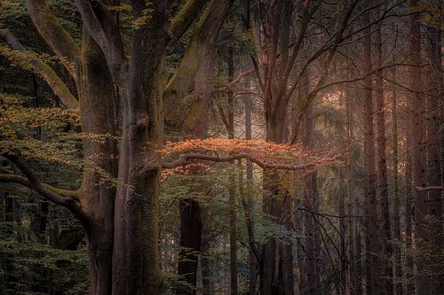 Wenn der Farbwechsel beginnt