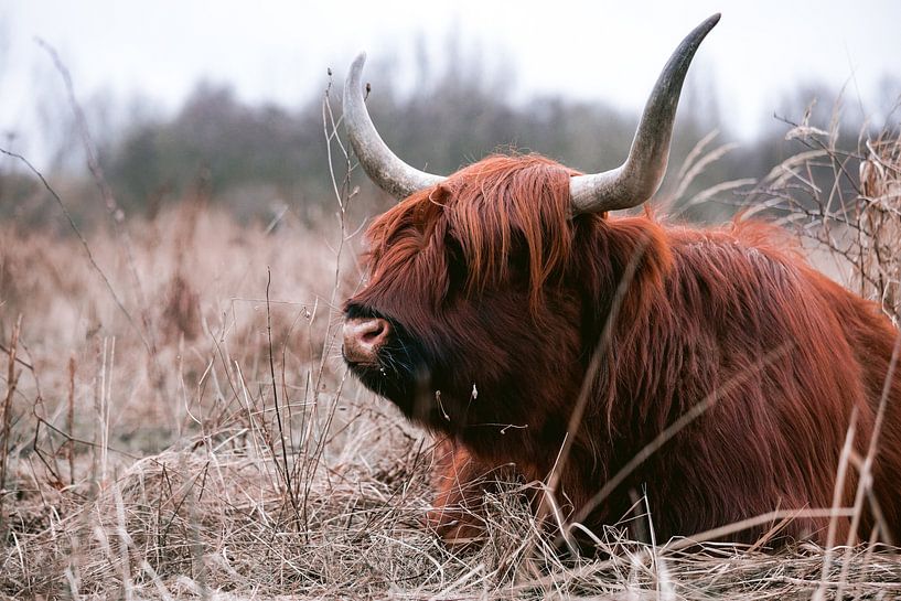 Schottische Highlander im Amsterdamer Wald von Lindy Schenk-Smit