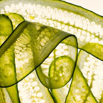 Light catches the memory of a fruit