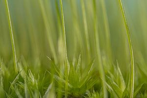 Biophilic: Green shoots