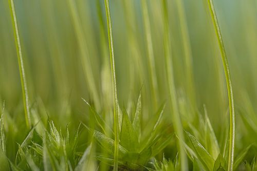 Biophilic: Groene sprietjes