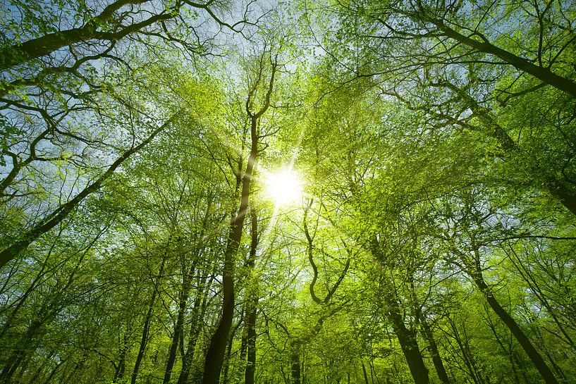 Zonnestralen van Bo Valentino