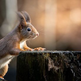 A squirrel looking for next meal by Fernando Schmidt