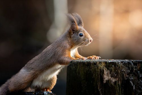 A squirrel looking for next meal