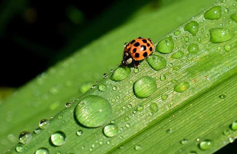 A ladybird in the garden after the rain by Claude Laprise
