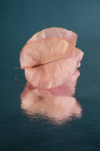 Pop of Colour: Oudroze blaadjes van een Bougainvillea