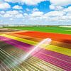 Tulipes poussant dans un champ arrosé par un arroseur agricole sur Sjoerd van der Wal Photographie