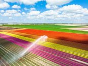 Kleurrijke tulpen groeien op een veld dat besproeid wordt van Sjoerd van der Wal Fotografie thumbnail