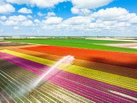 Tulips growing in a field sprayed by an agricultural sprinkler