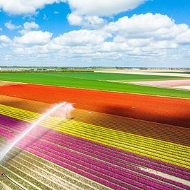 Kleurrijke tulpen groeien op een veld dat besproeid wordt van Sjoerd van der Wal Fotografie