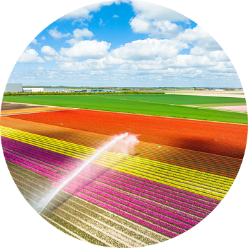 Kleurrijke tulpen groeien op een veld dat besproeid wordt