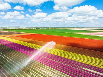 Tulpen auf einem Feld, das mit einer landwirtschaftlichen Beregnungsanlage besprüht wird von Sjoerd van der Wal Fotografie
