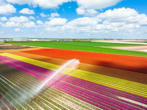 Tulips growing in a field sprayed by an agricultural sprinkler