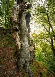 Ardey Mountains, Ruhr region, North Rhine-Westphalia, Germany by Alexander Ludwig