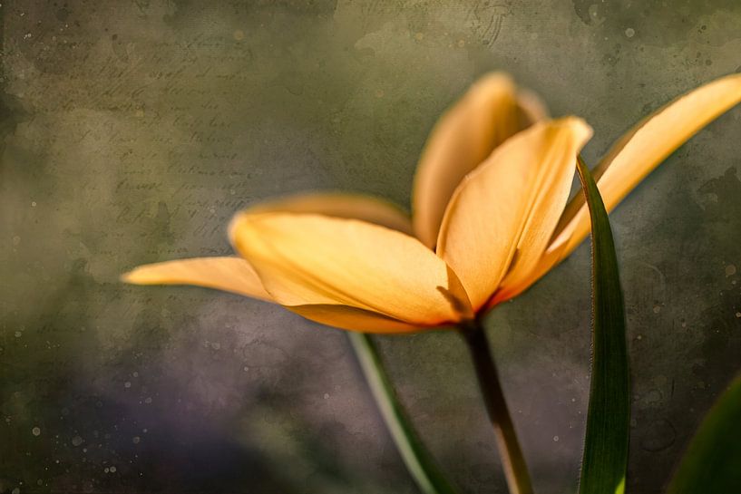 Vintage dekoriert Mini Tulpe von KB Design & Photography (Karen Brouwer)