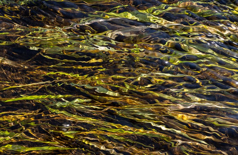 Wasserpflanzen im Gebirgsbach von Daan Kloeg