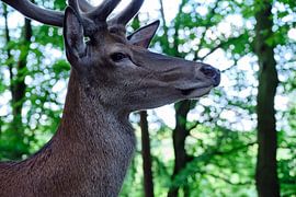 Hirsch von Borg Enders