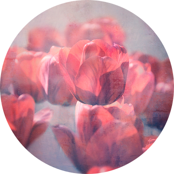 felrode tulpen van Claudia Moeckel