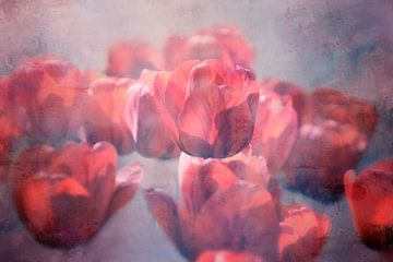 leuchtende rote Tulpen von Claudia Moeckel