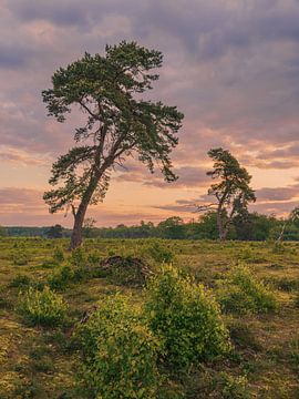 Bomen in het natuurgebied Strubben Kniphorstbosch in Drenthe van Marga Vroom