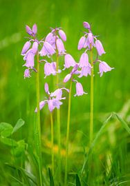Pink bluebell flowers
