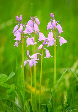 Pink bluebell flowers by ManfredFotos