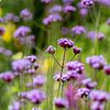 Champ de fleurs avec verveine pourpre - Parc Amstelglorie sur Marianne Eggink - Photographie et l'art digitale