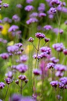 Field of flowers with purple verbena - Park Amstelglorie