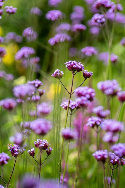 Blumenfeld mit lila Eisenkraut - Park Amstelglorie von Marianne Eggink - Fotografie und digitale Kunst