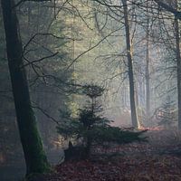 Trees at the water